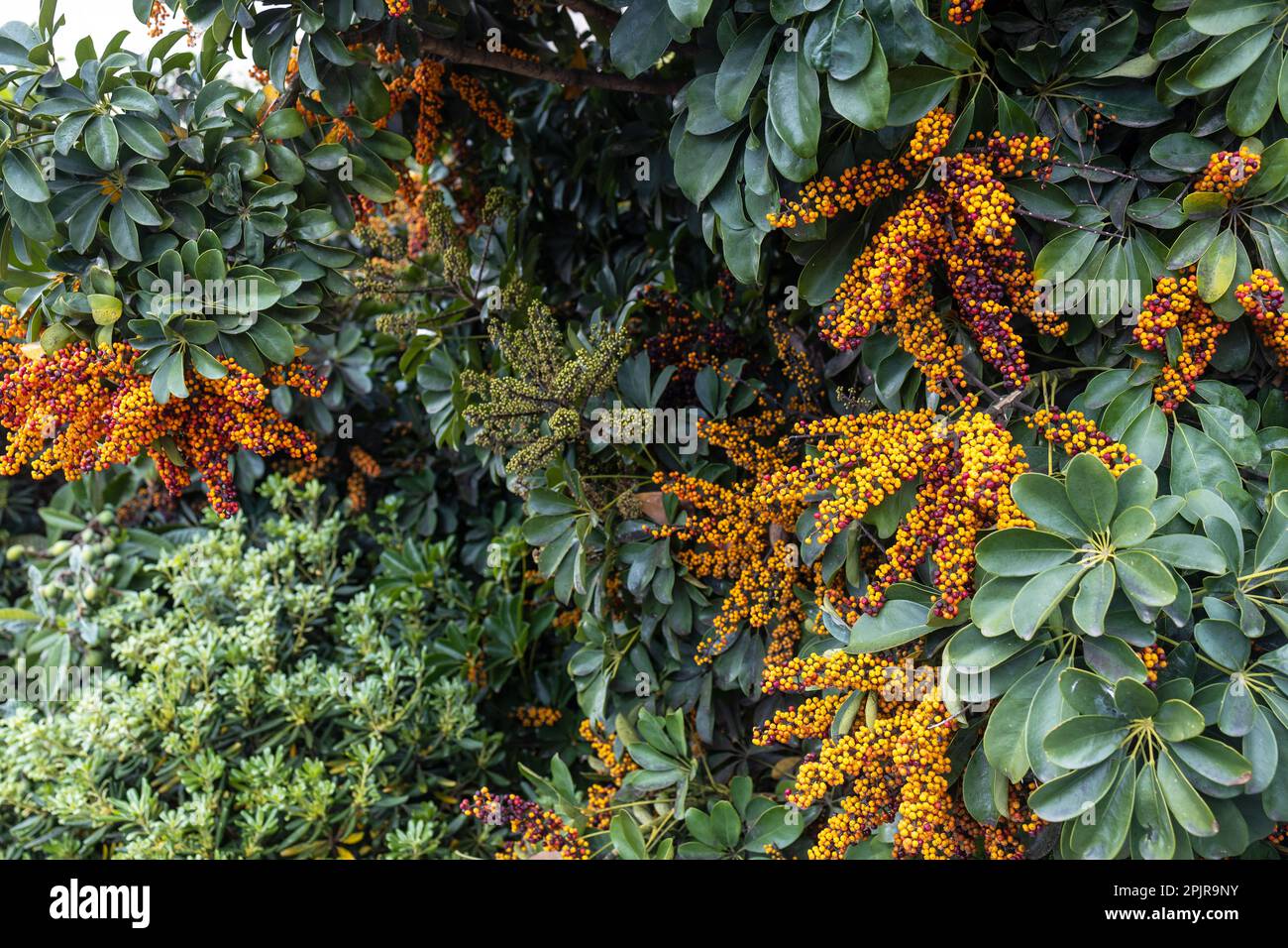 Flora of Israel. Schefflera bloom showcases array of berries Stock Photo