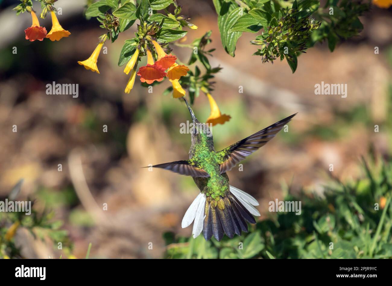 Closeup of Stripe-tailed Hummingbird in flight and feeding from flowers of Marmalade Shrub in Panama Stock Photo