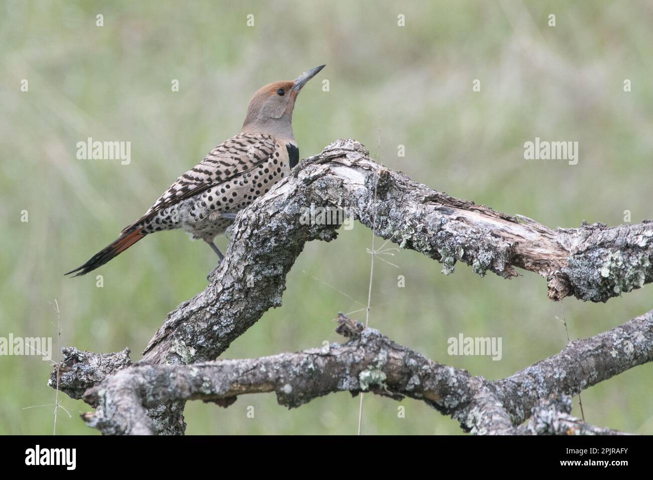 A northern flicker or common flicker (Colaptes auratus) from Blue oak ranch reserve in Santa Clara County, California. Stock Photo