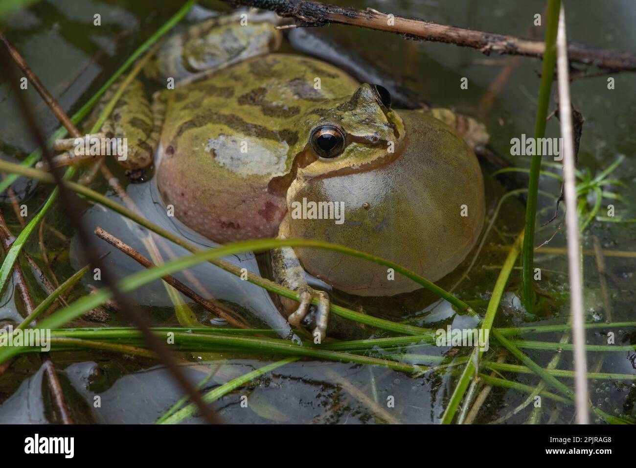 Chorus frog (Pseudacris sierra) calling and vocalizing with an inflated