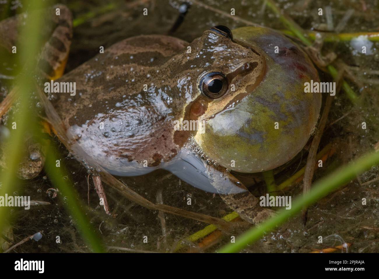 Chorus frog (Pseudacris sierra) calling and vocalizing with an inflated