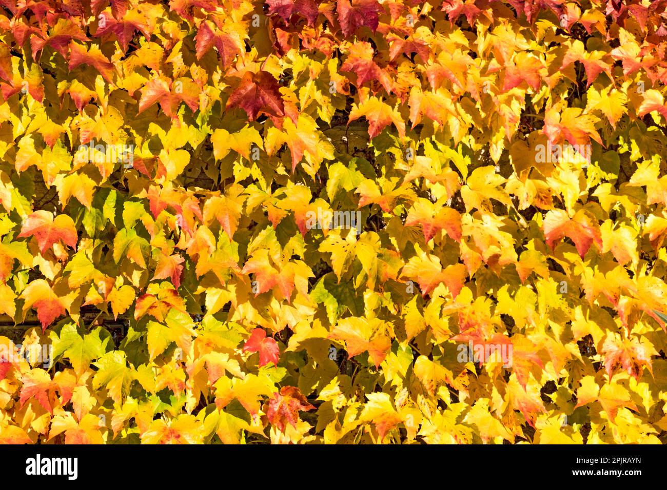 Red Vine Leaves Climbing Plant Hi Res Stock Photography And Images Alamy