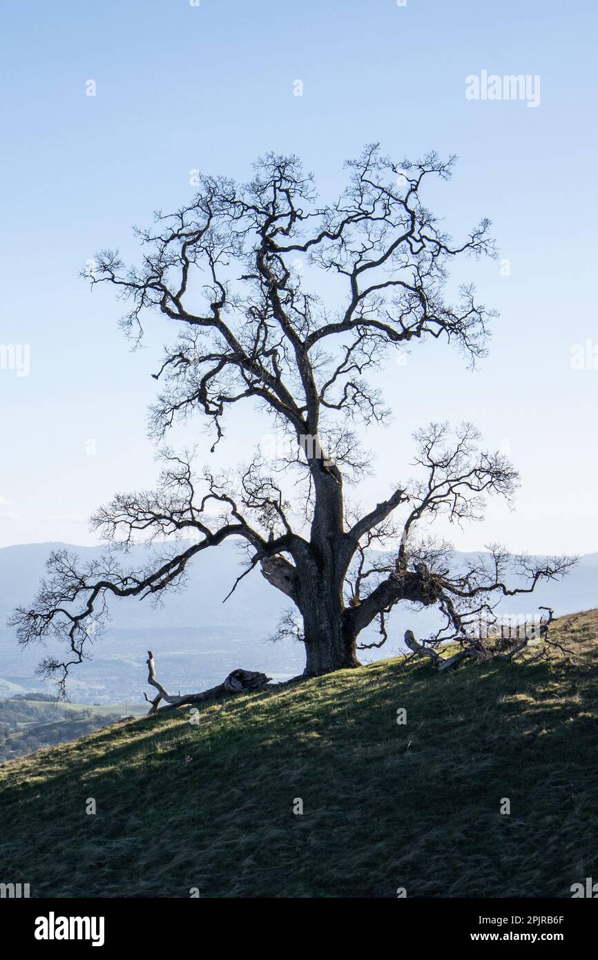 A lone oak tree on a hillside in Santa Clara county, California. The tree is large and leafless with winding gnarled branches. Stock Photo