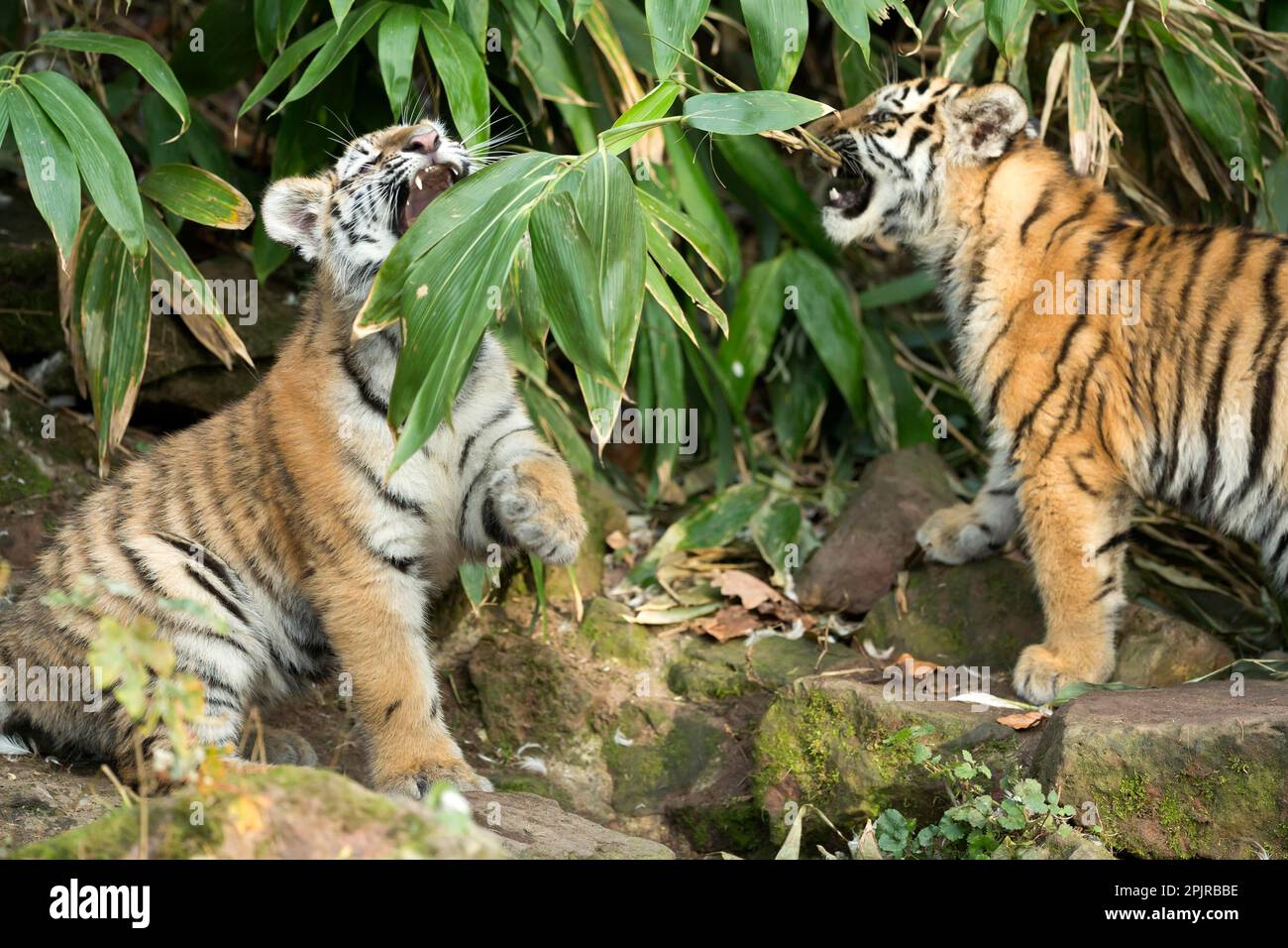 Siberian tiger (Phantera tigris altaica), cubs captive, Germany
