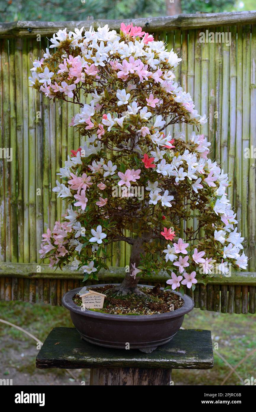 Satsuki azalea (Rhododendron indica), bonsai Stock Photo
