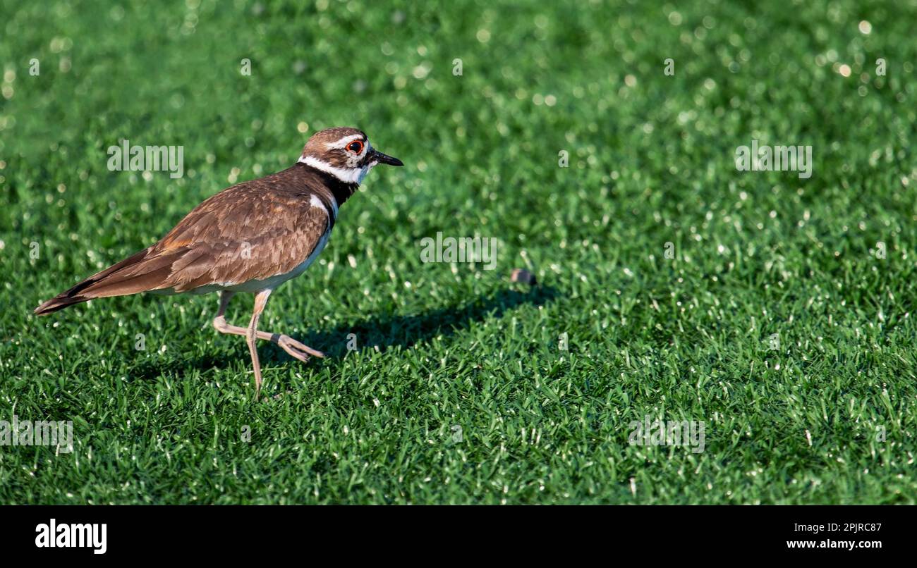 Side view of a kildeer plover bird walking on a green turf field at a