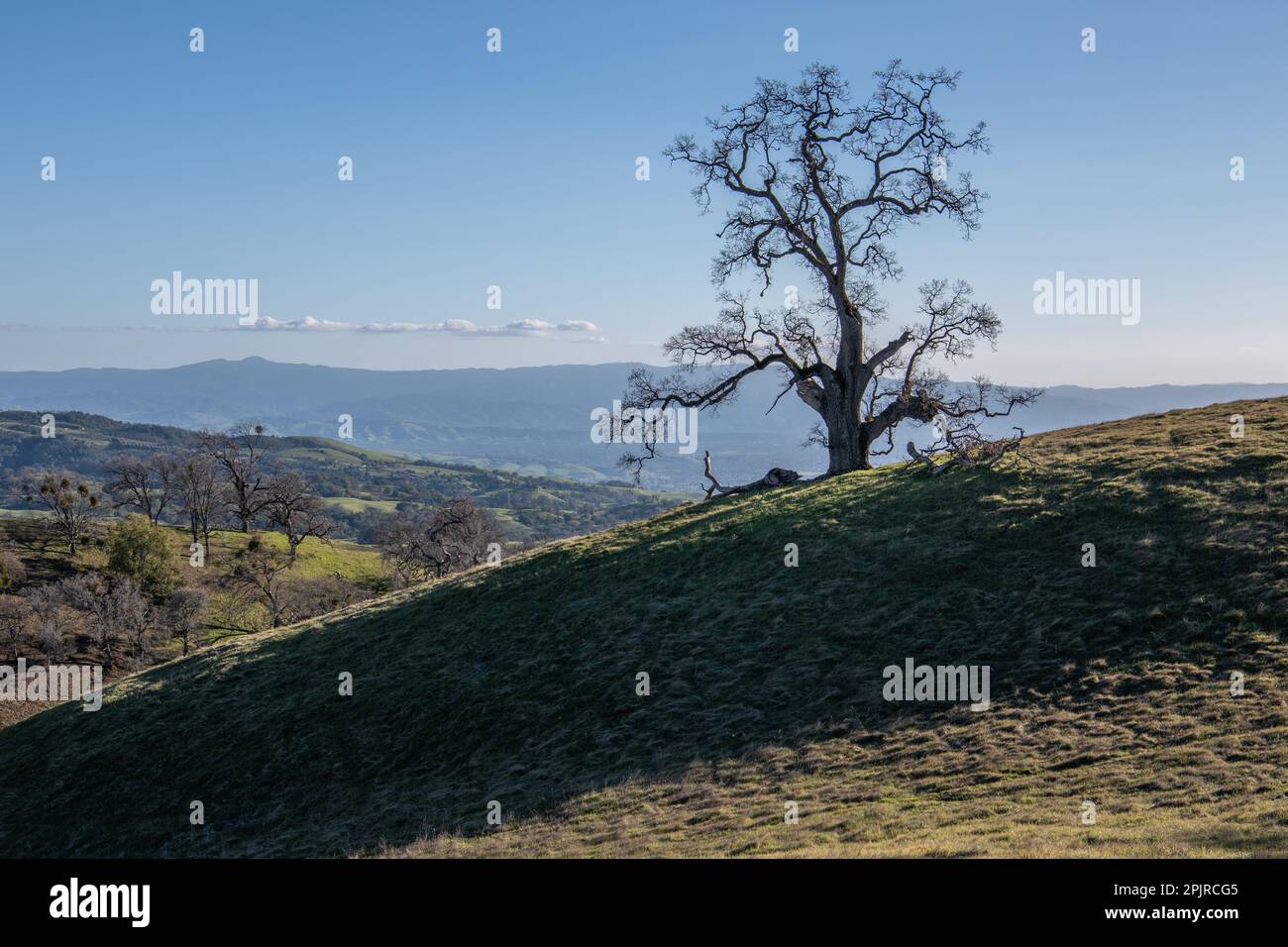 A lone oak tree on a hillside in Santa Clara county, California. The tree is large and leafless with winding gnarled branches. Stock Photo