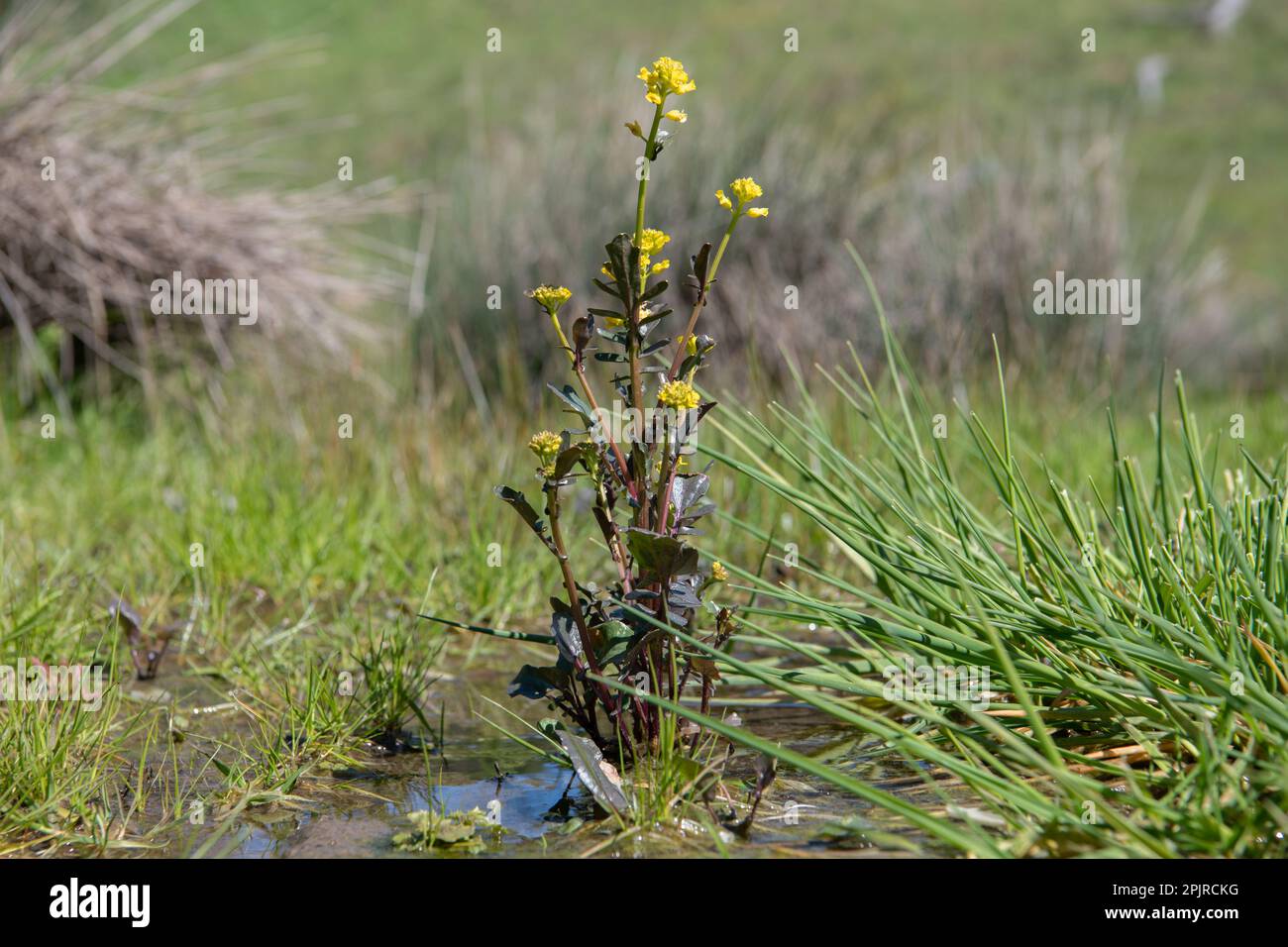 American Yellowrocket, Barbarea orthoceras, growing and flowering in a wet meadow in Santa Clara county, California, USA. Stock Photo