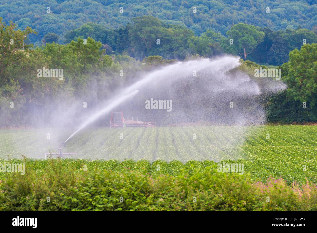 Crop irrigation, water wheel irrigation system in commercial potato