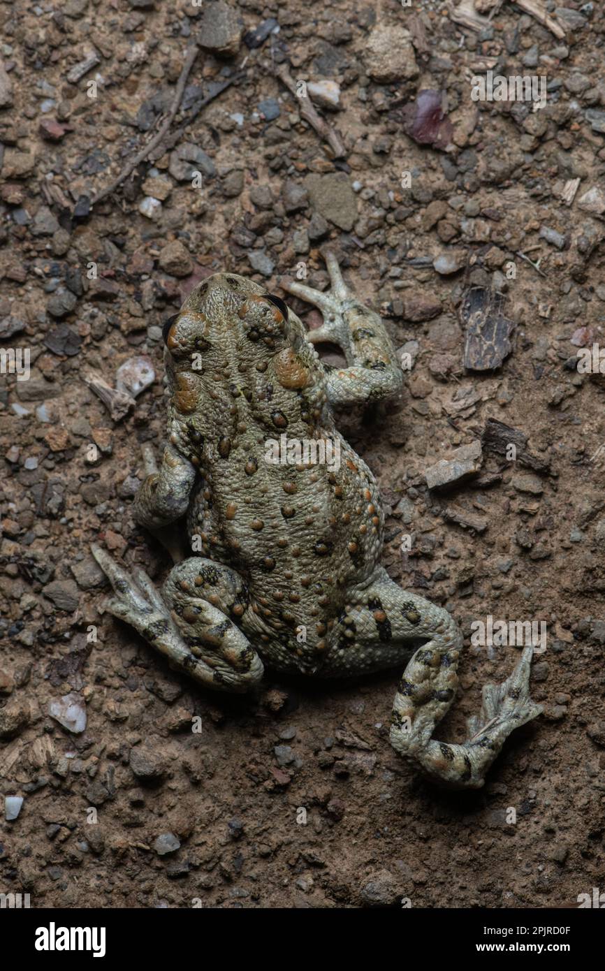 A western toad (Anaxyrus boreas) crawling across a dirt road at night as seen from above in Santa Clara County, California. Stock Photo