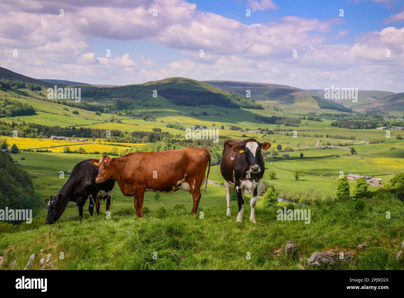 Domestic cattle, dairy cows, grazing on hillside overlooking farmland ...