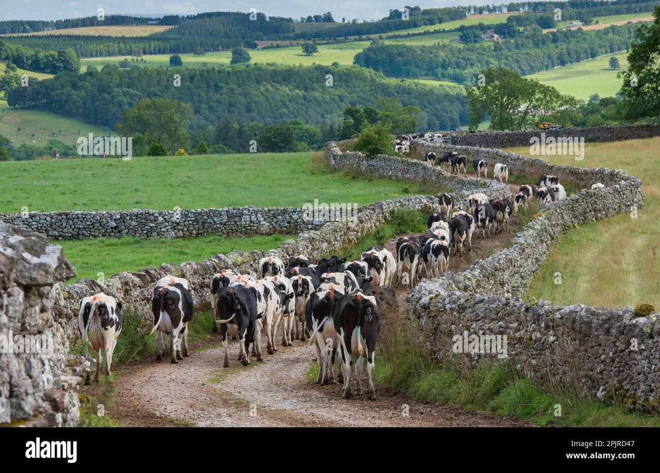 Domestic cattle, Holstein dairy cows, herd coming in for milking ...