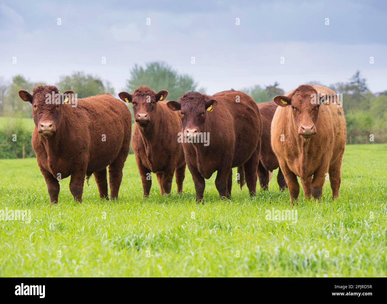 Domestic Cattle Red Ruby Devon Herd Standing On Pasture Exeter Domestic Cattle Red Ruby Devon Herd Standing On Pasture Exeter