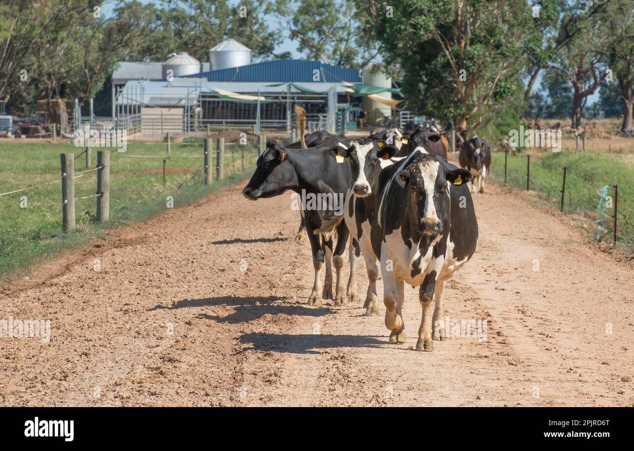 Domestic cattle, dairy cows, herd leaving the milking parlour to return