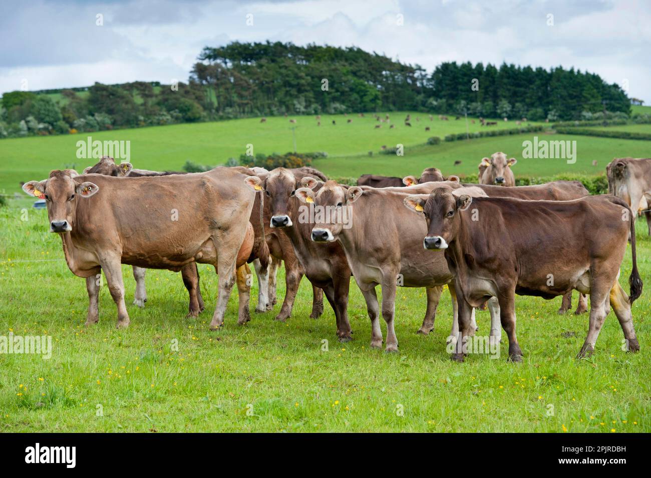 Domestic cattle, Brown Swiss, Swiss dairy cows, herd standing on ...