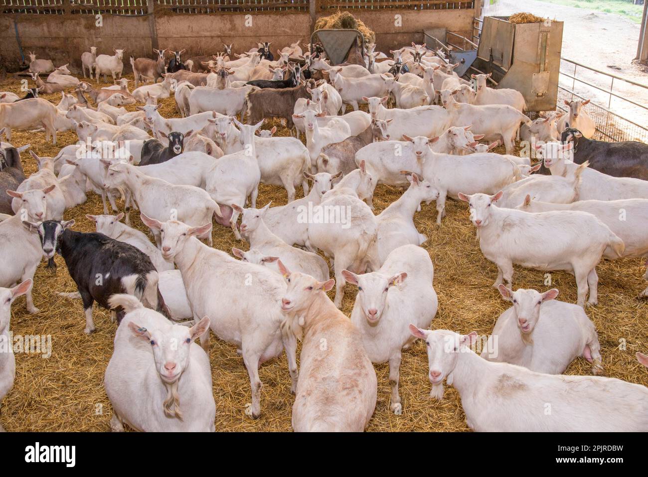 Domestic goat, Saanen, Toggenburg and British alpine kid goats, dairy