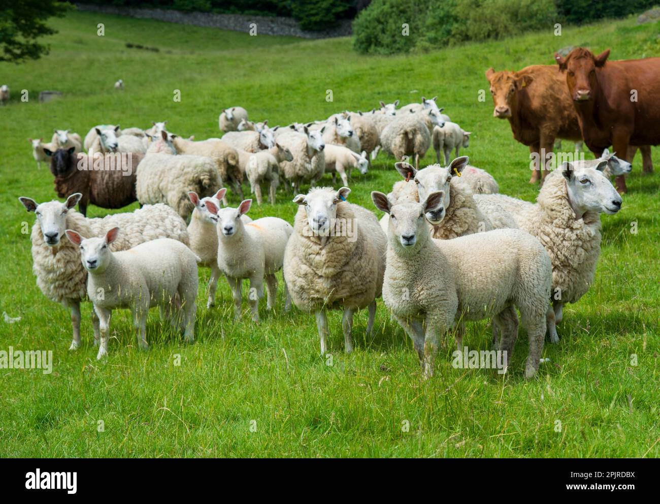 Domestic Sheep, Cheviot mule, ewes with lambs, with Domestic Cattle