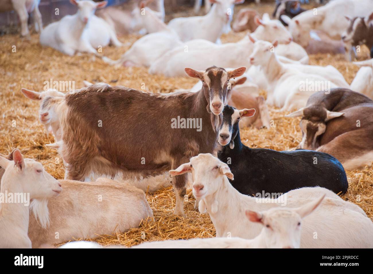 Domestic Goat Saanen Toggenburg And British Alpine Kid Goats Dairy