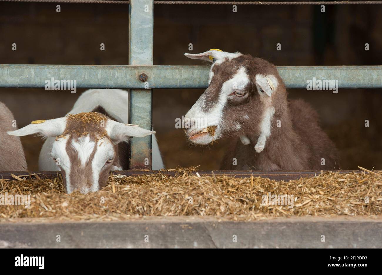 Domestic Goat, Toggenburg nannies, feeding at feed barrier in yard