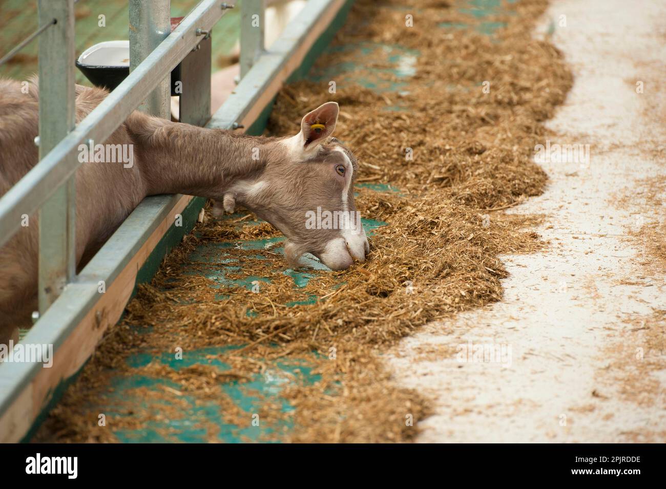 Domestic Goat, Toggenburg nanny, feeding at feed barrier in yard