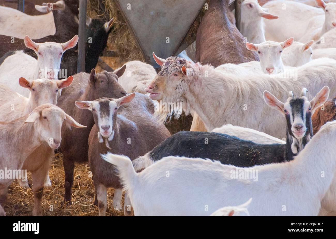 Domestic goat, Toggenburg billy goat with Saanen, Toggenburg and