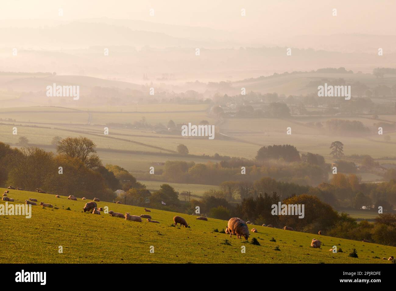 Domestic sheep, flock grazing on hillside pasture, and mist rising from ...