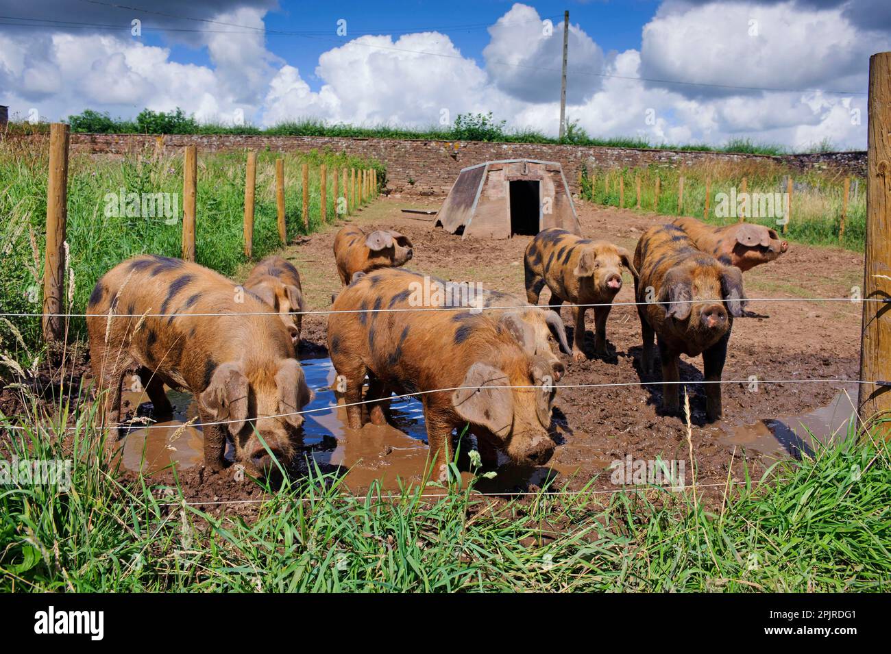 Domestic Pig, Oxford Sandy and Black, weaners in paddock with ark and electric fence, Cumbria, England, United Kingdom Stock Photo