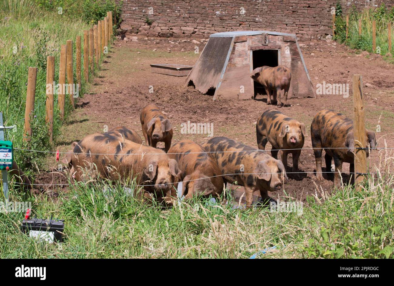 Domestic Pig, Oxford Sandy and Black, weaners in paddock with ark and electric fence, Cumbria, England, United Kingdom Stock Photo