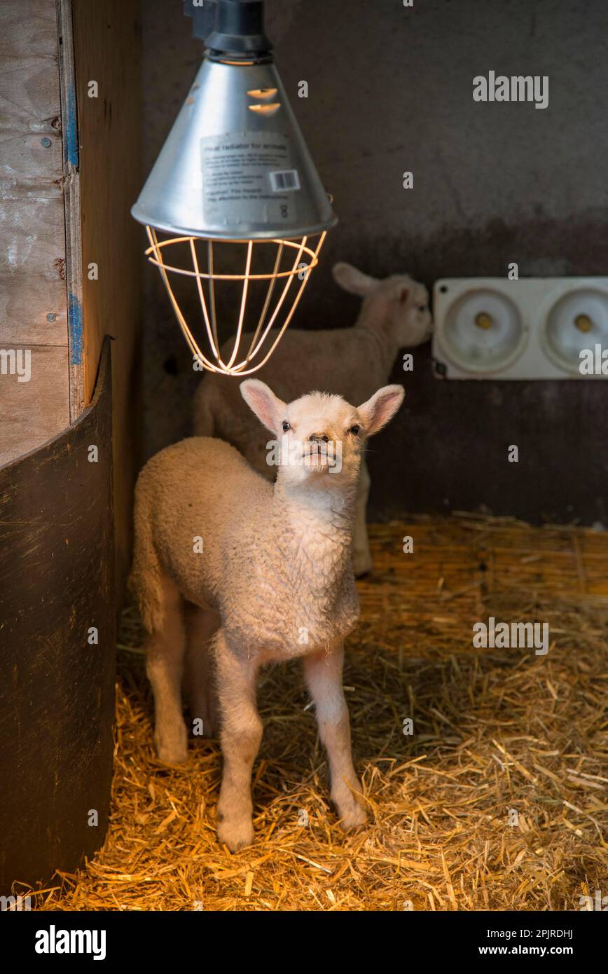 Domestic sheep, Texel cross lambs, orphans in straw barn with heat lamp