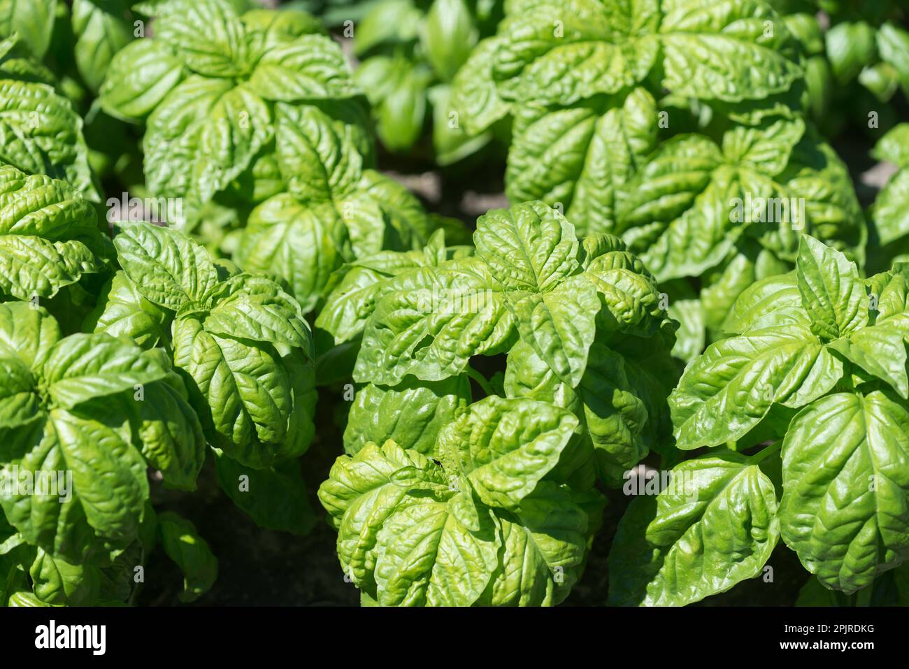 Ocimum basilicum or basil growing in a container garden in the sun