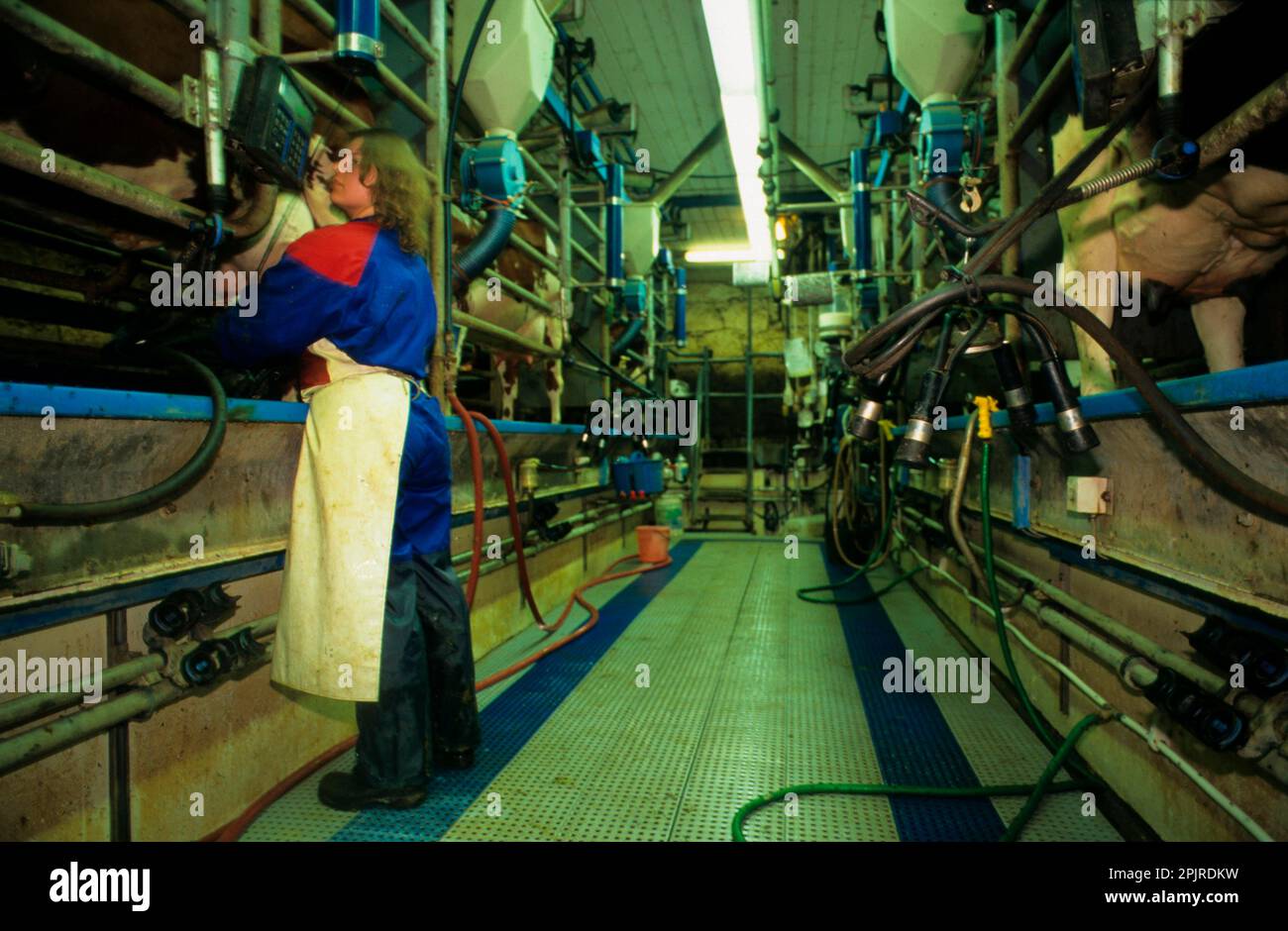 Dairy Farming Worker In Milking Parlour Sweden Stock Photo Alamy