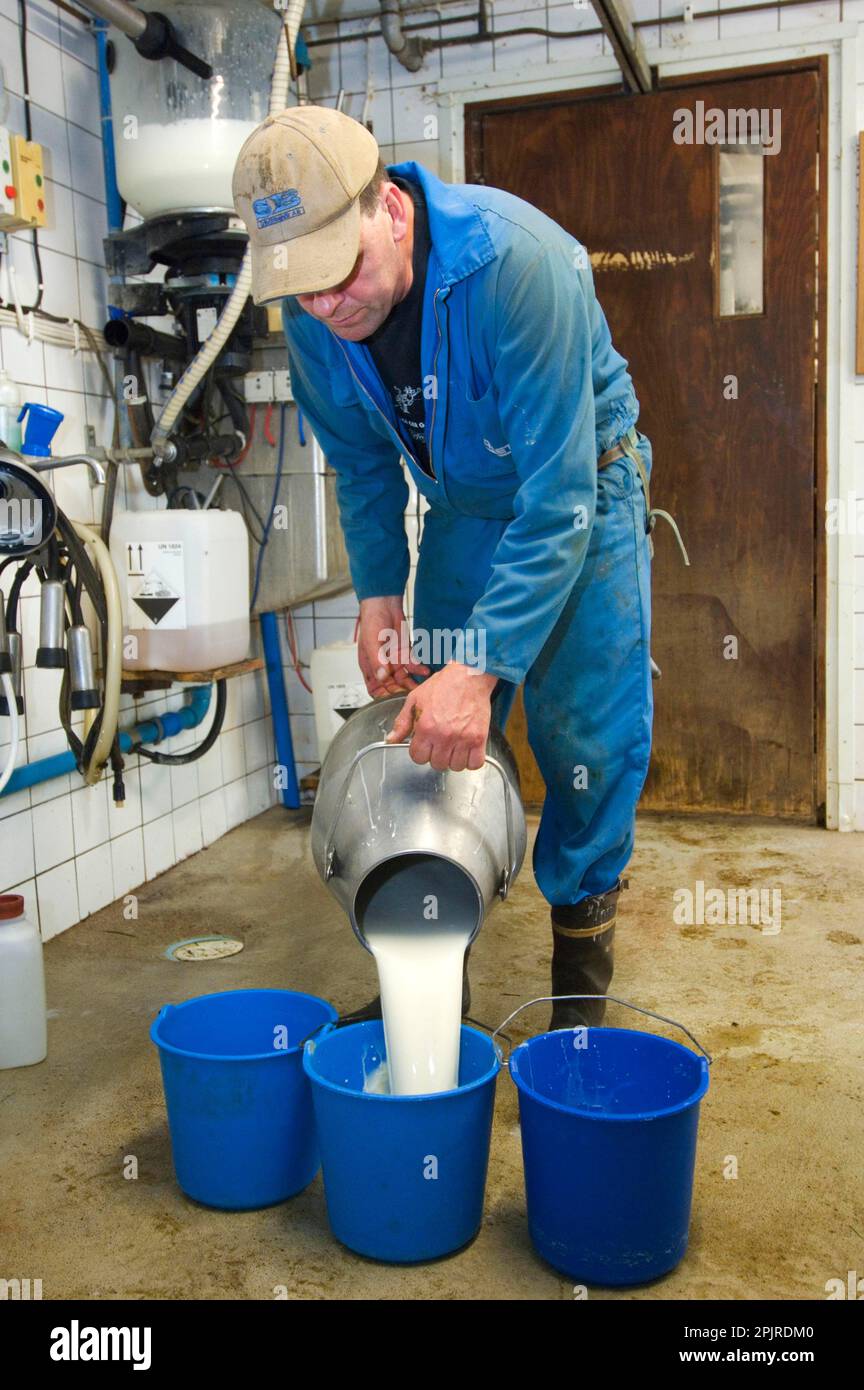 Dairy farmer pouring milk into bucket, in milking parlour, Sweden Stock