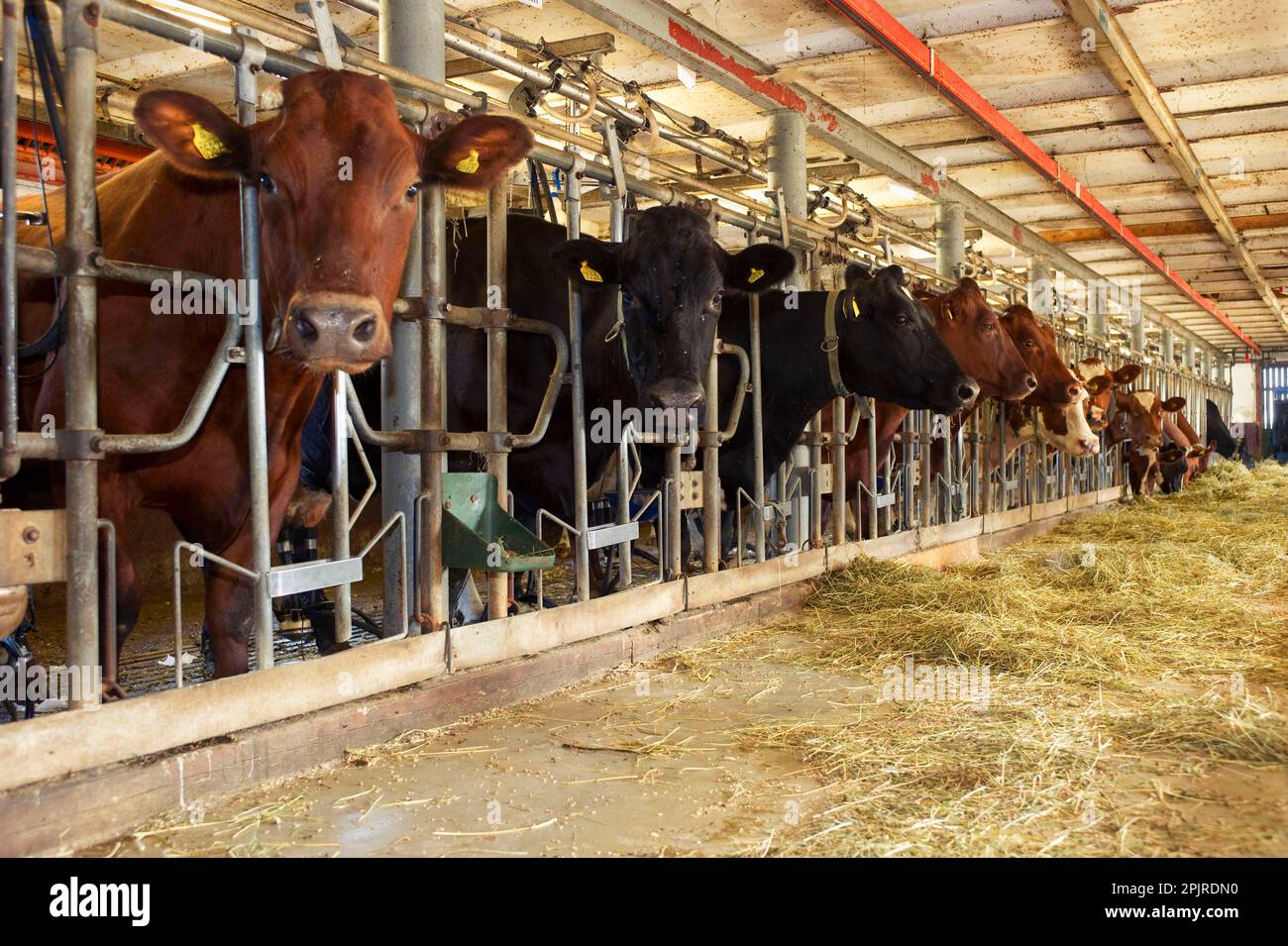 Dairy farming, dairy cows, herd feeding with silage from passage in milking parlour, Sweden