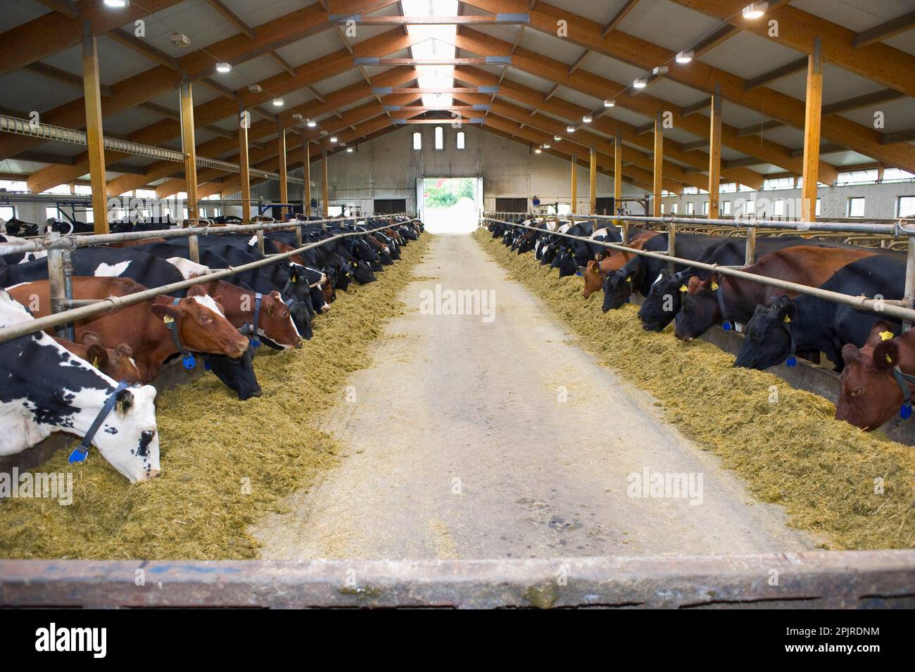 Dairy cattle, dairy herd, cows feeding on silage, in loose housing on