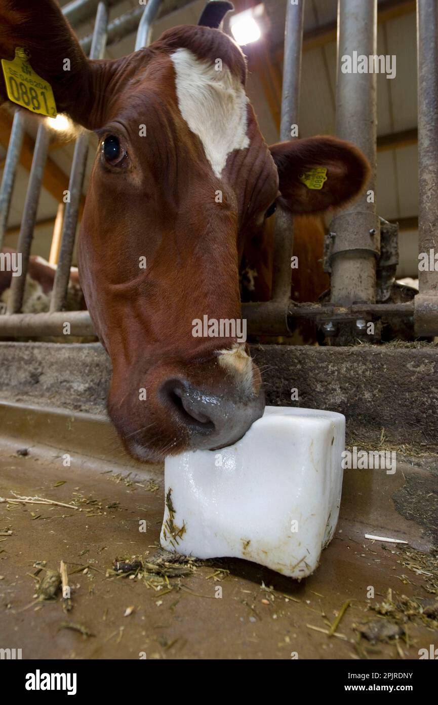 Dairy cattle, dairy cow, closeup of head, lick salt block, in loose