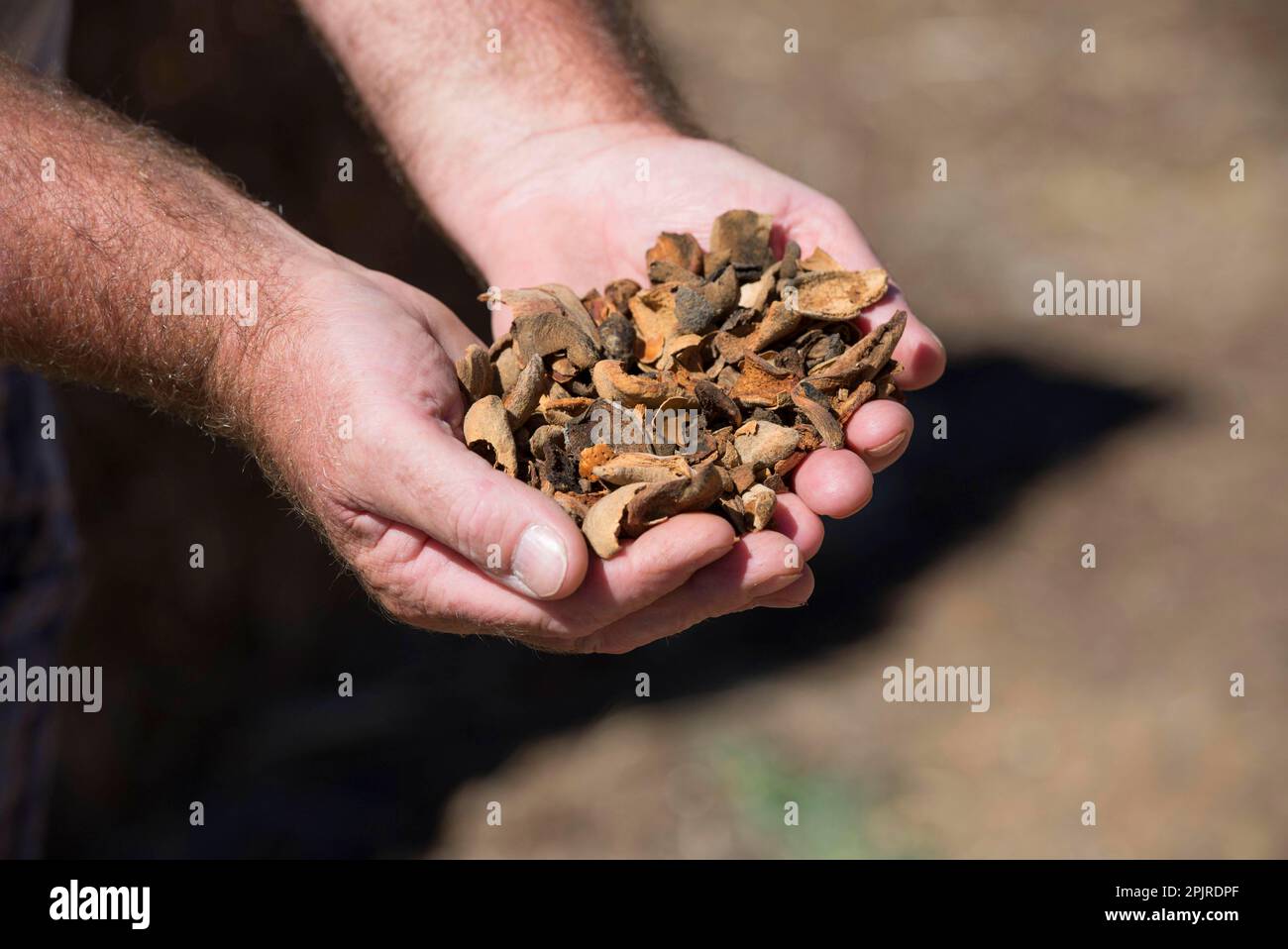 Livestock, farmer with almond tree (Prunus dulcis) to feed to dairy