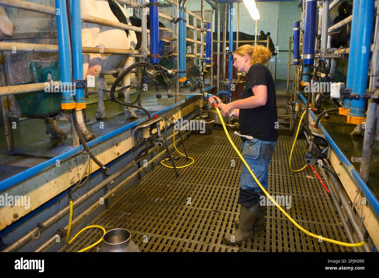 Dairy farmers clean milking parlour, spray cow in front of milking