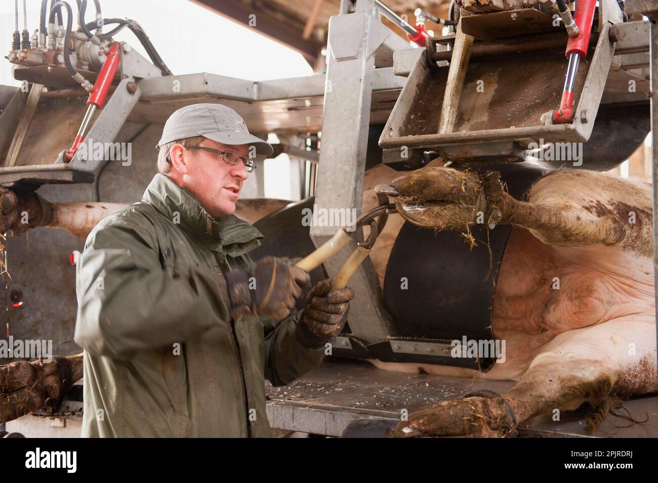 Farmer trimming hooves of cattle at hoof trimming farm, England, United