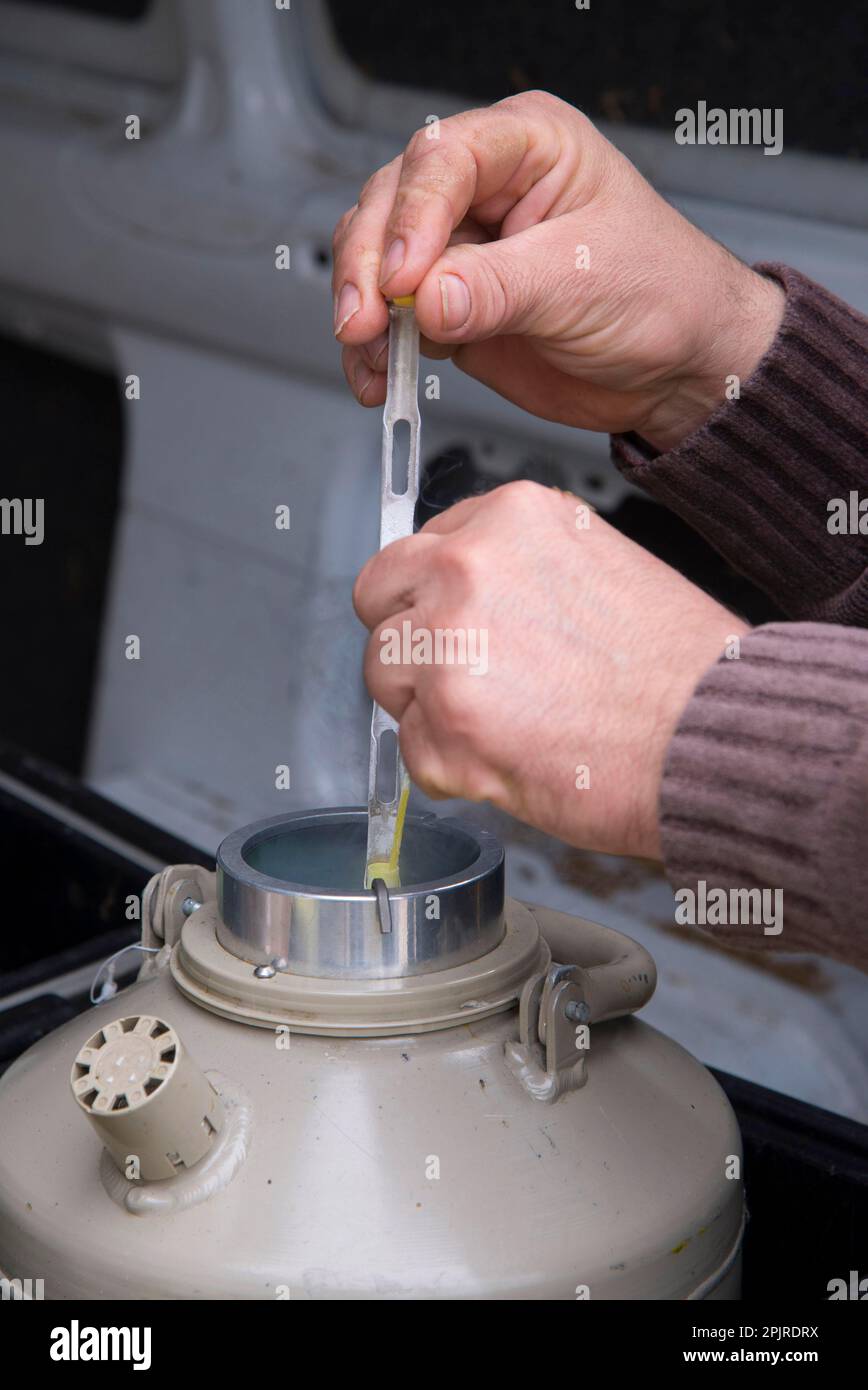 Cattle breeding, removal of embryo straws from flasks with liquid nitrogen for embryo transfer to recipient cows, England, United Kingdom Stock Photo