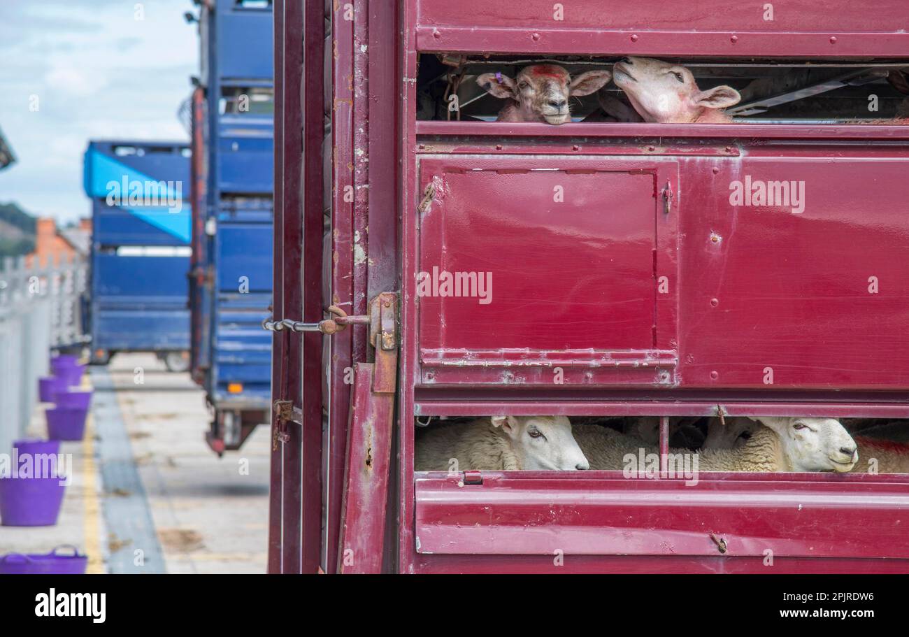 Sheep farming, lambs on livestock lorry ready for transport, Wales