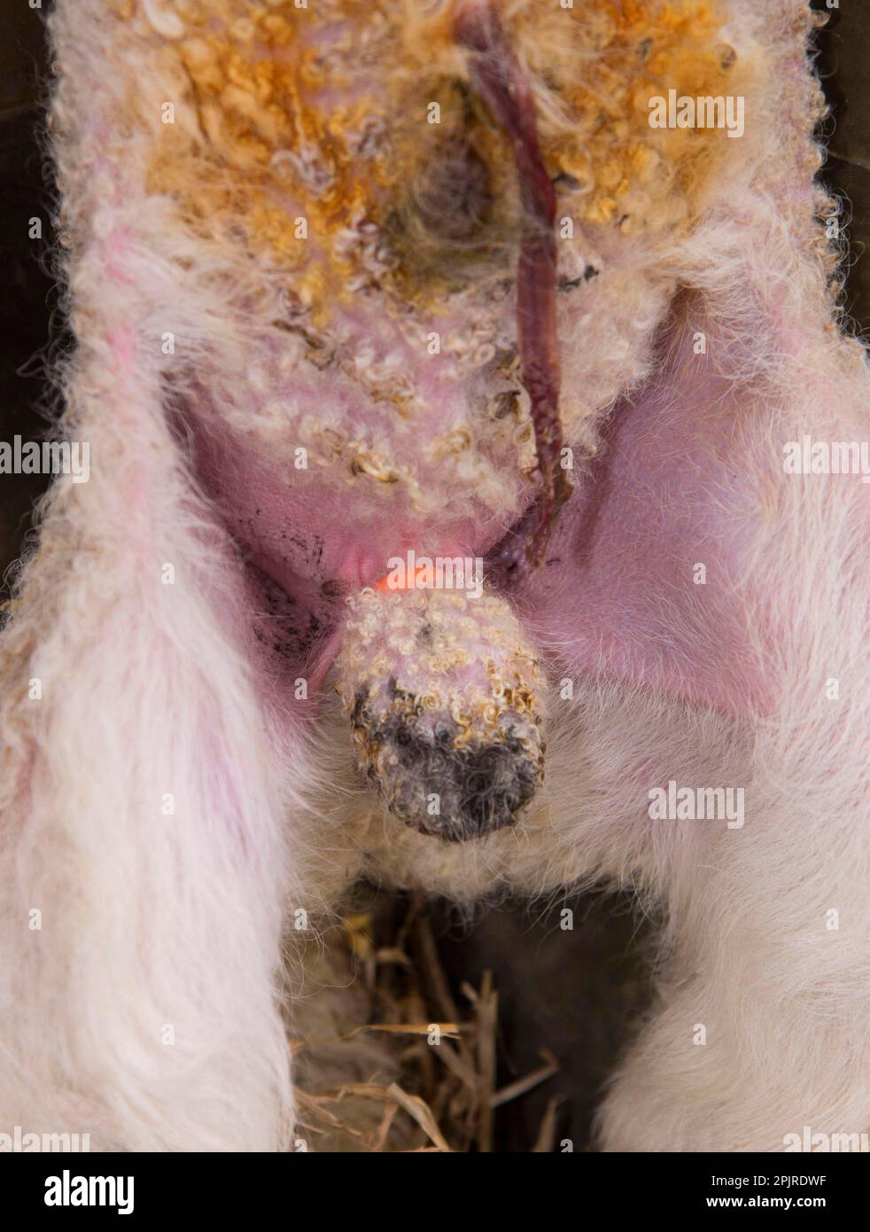 Sheep testicles not bird hi-res stock photography and images - Alamy