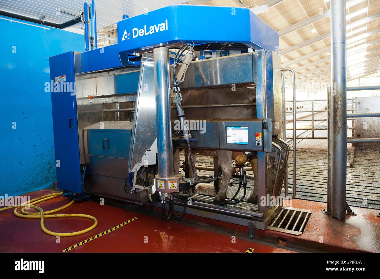 Dairy farming, dairy cow being milked in DeLavel robotic milking machine, Scotland, United
