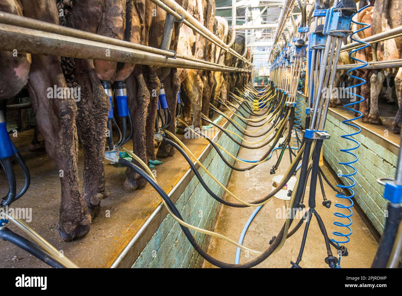 Dairy farming, cows being milked in the parlour, Shropshire, England, United Kingdom Stock Photo