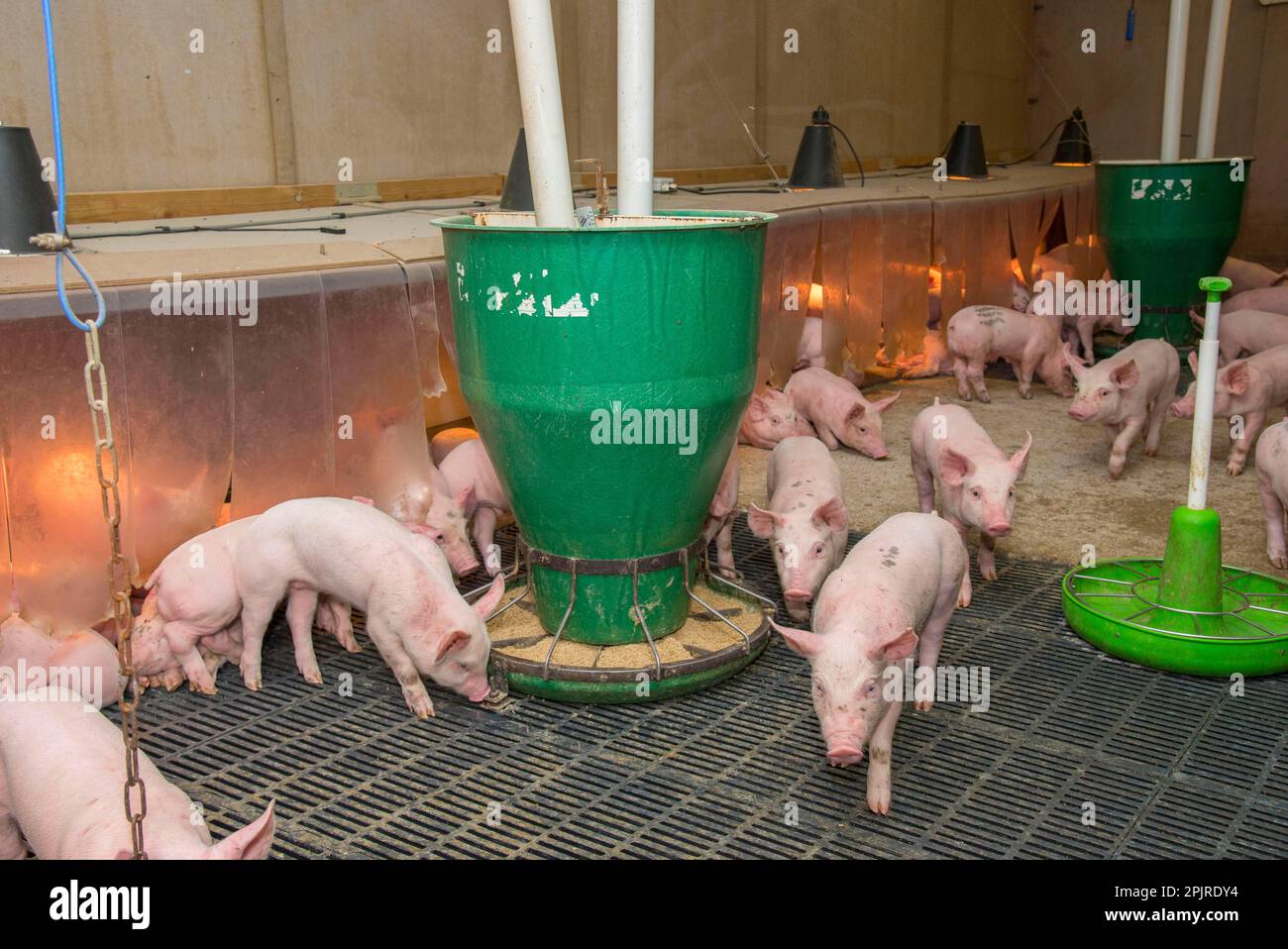 Pig farming, weaner piglets, with automatic feeders and heat lamps, on