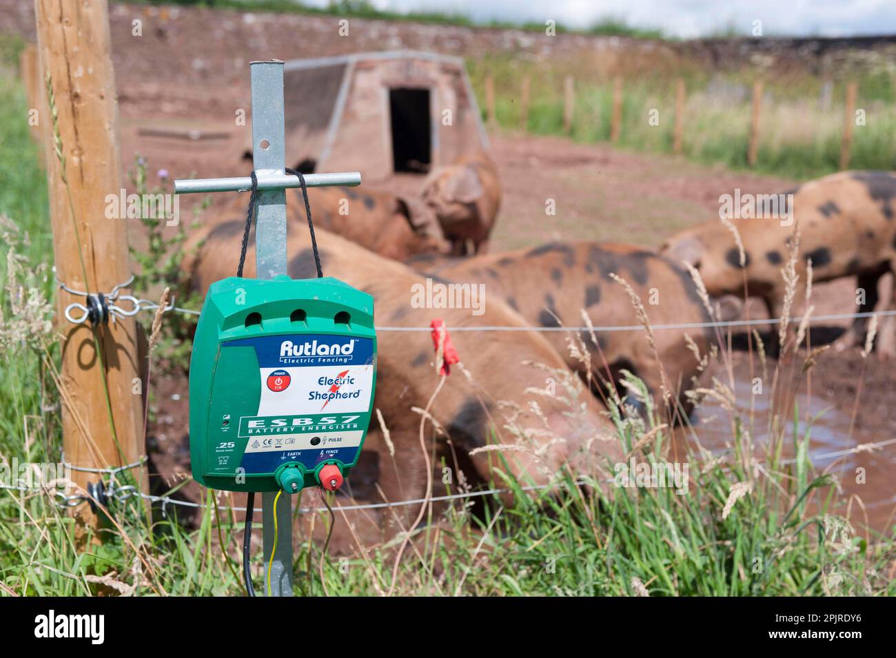 Pig farming, close-up of Electric fence control box, with Oxford Sandy and Black weaners in paddock with ark and electric fence, Cumbria, England Stock Photo