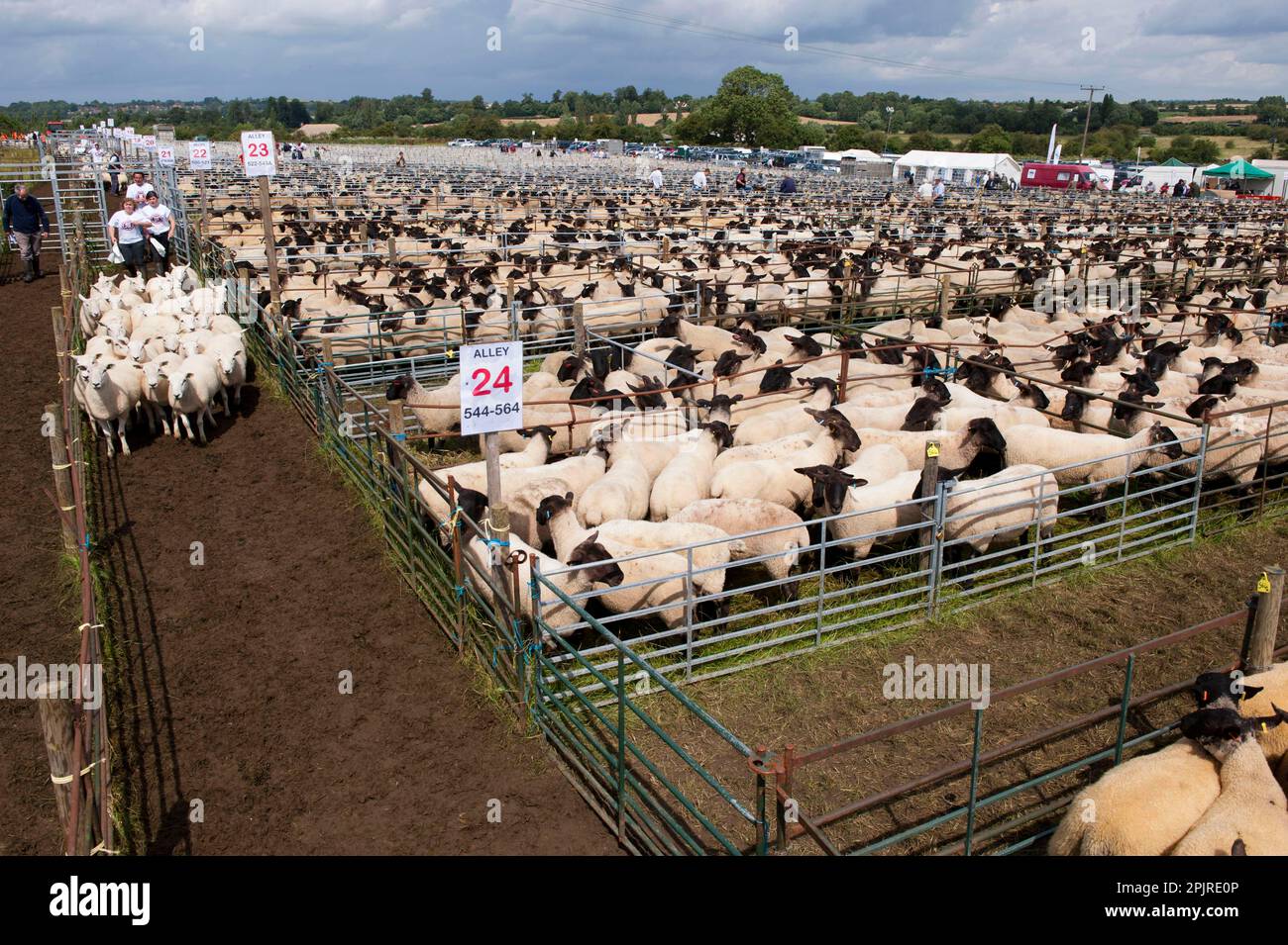 Sheep farming, breeding ewes herded through pens to auction ring at