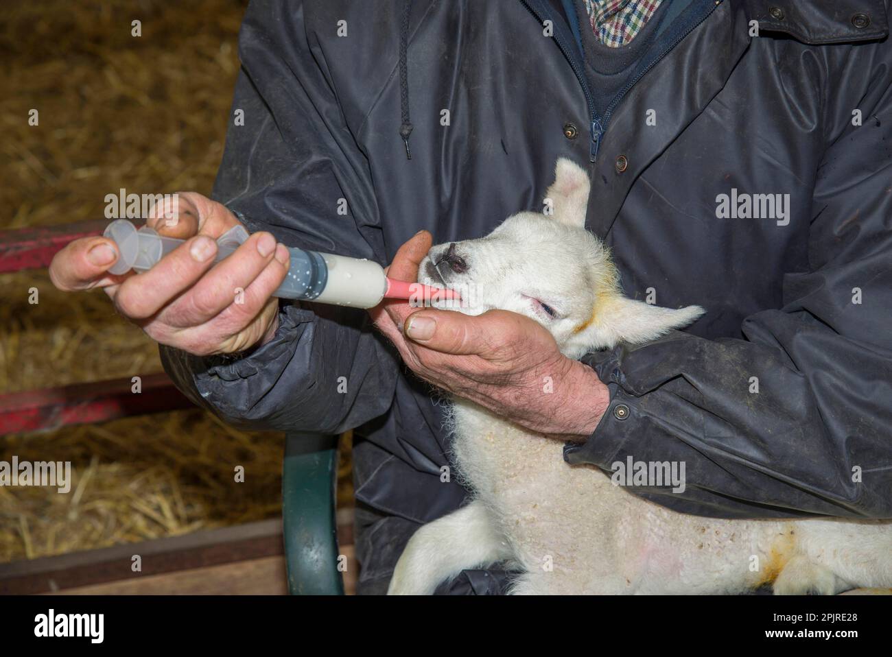 Sheep farming, farmer 'tubing' lamb, method of feeding lamb unable to suck, Preston, Lancashire