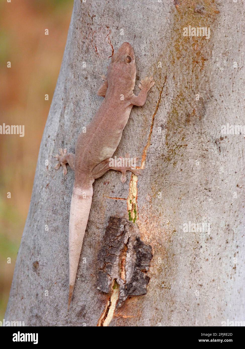 Common house gecko (Hemidactylus frenatus), Asian house gecko, Half