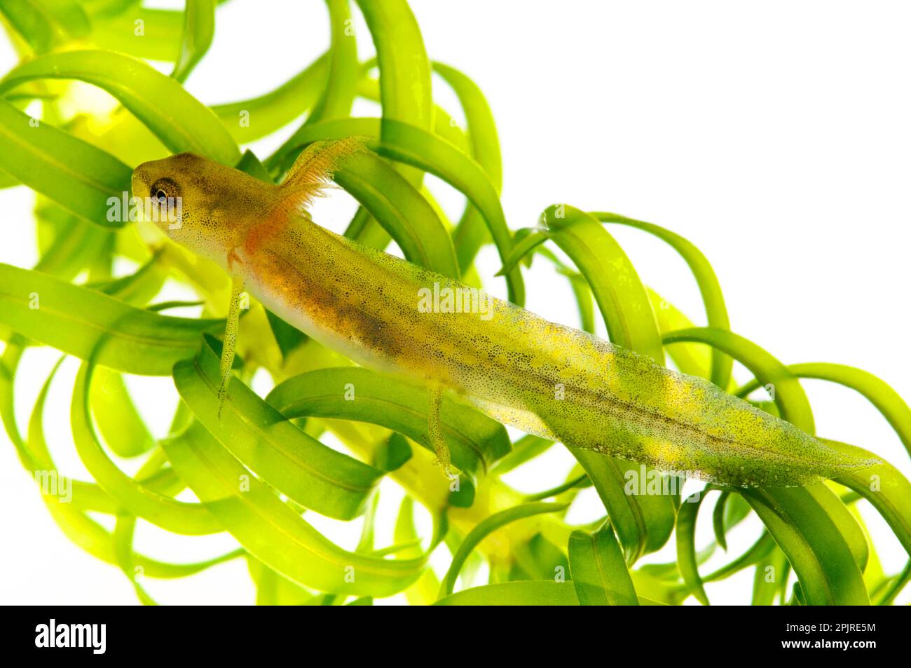 Great northern crested newt (Triturus cristatus) -larva crawling over pondweed, Wat Tyler Country Park, Essex, England, July (photographed in special Stock Photo