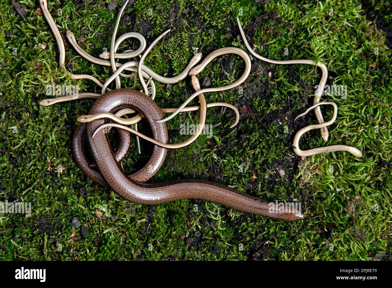 Slow worms (Anguis fragilis), Other animals, Reptiles, Animals, Slow-worm adult female with young, on moss, England, Great Britain Stock Photo